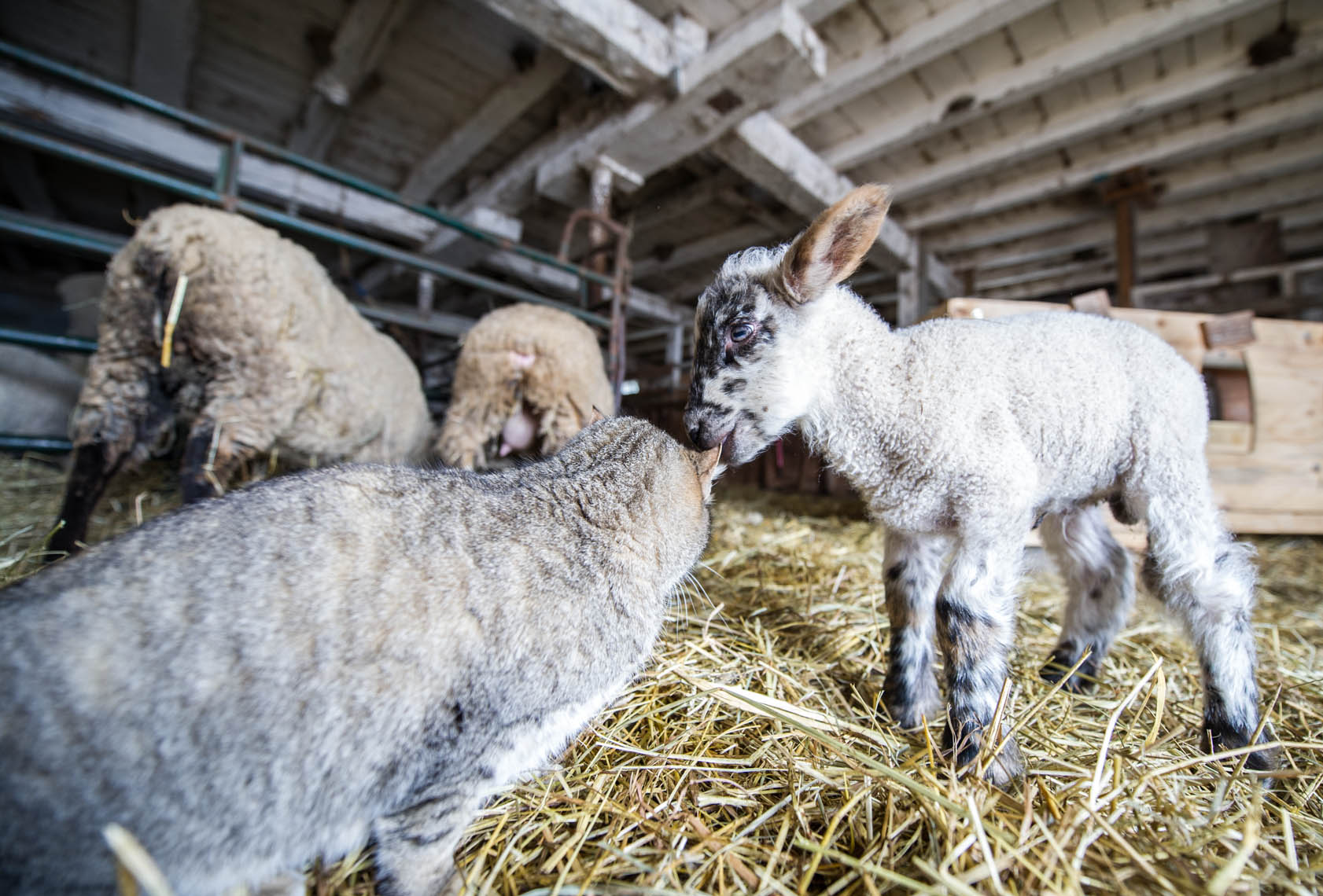 03302013_Lambs_farm_9297