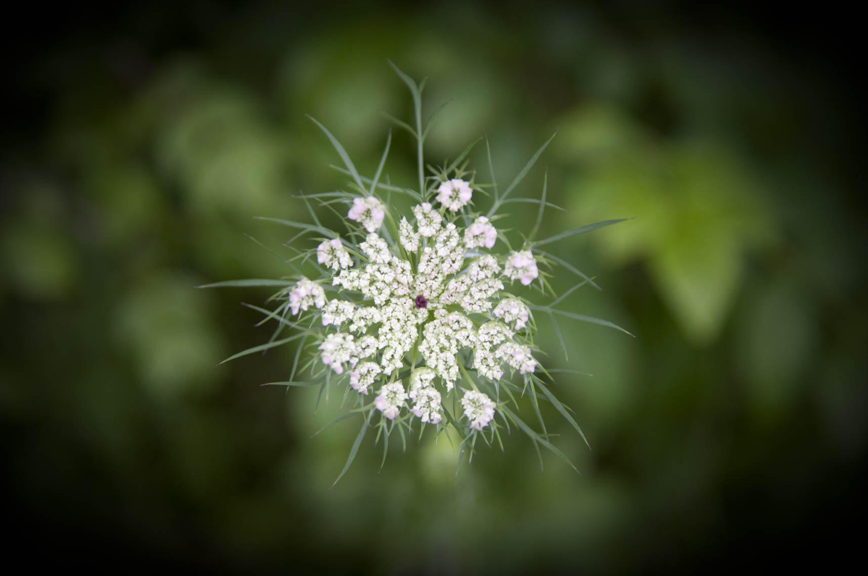 20100705_Farm_-6
