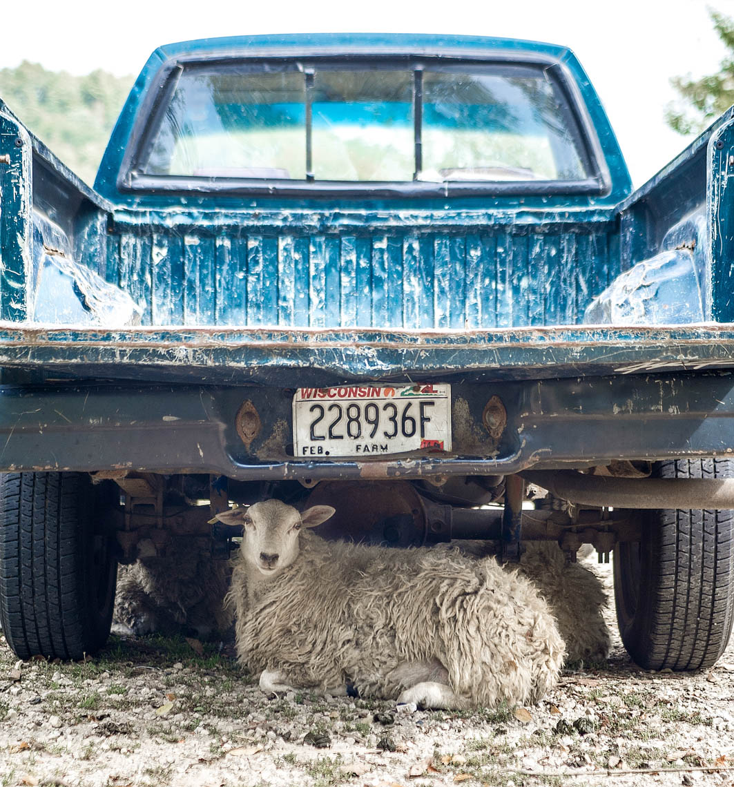 Sheep and Truck